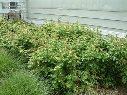 Information about brokerage services , consumer protection notice california dre #1522444. Mahonia Pinnata Ken Hartman