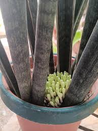 Image result for Sansevieria hallii