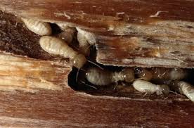 Who's been sleeping in your bed? How To Get Rid Of Termites With Orange Oil Termite Control Termites Drywood Termites