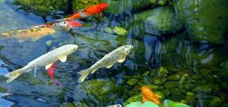 However, adding a water feature like a fountain or waterfall can truly take your pond to the next level both in beauty and benefits. Building A Koi Pond Tropical Fish Hobbyist Magazine