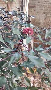 Image result for Leea