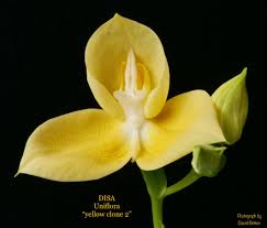 Image result for Disa satyriopsis