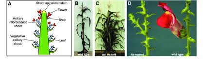 Check spelling or type a new query. Regulation Of Branching Apical Dominance And Determinacy A Download Scientific Diagram