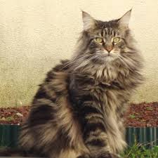Bengal, siamois et plus sur kijiji, le site de petites annonces no. Le Maine Coon Wanimoveto