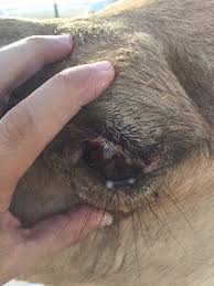 مرض جدرى الإبل كاميولا 1