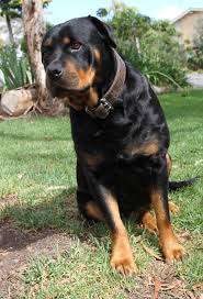 Image result for Rotala gossweileri