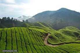 Nov 04, 2018 · the bharat tea plantation first started in 1933 and sold their tea produce to a nearby factory. Tea Plantations
