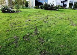 Woher weiß man, dass ein dachs sein unwesen im garten treibt? Dachs Macht Arger Looduskalender