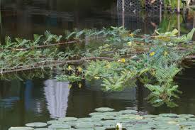 Image result for Aeschynomene multicaulis