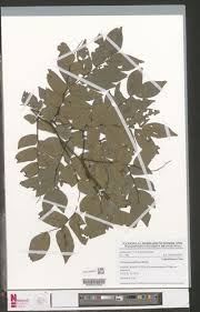 Image result for Tessmannia