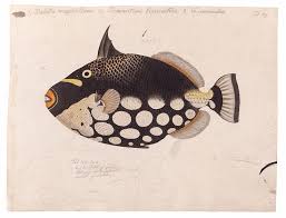 Vis Met Stippen Door Keiga Kawahara Behang Op Maat Naturalis Unlimited Behang Muurposters Murals En Decoratie Op Basis Van Behang Muurposter Decoratie