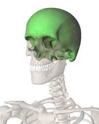 Barnes' myofascial release approach is the most comprehensive & successful bodywork i have ever practiced. Jfbmfr Hashtag On Twitter