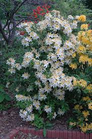 Maybe you would like to learn more about one of these? Northern Hi Lights Azalea Rhododendron Northern Hi Lights In Vancouver Victoria Burnaby Penticton Coquitlam British Columbia Bc At Gardenworks