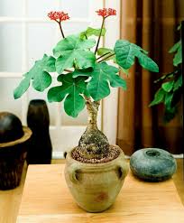 Image result for Jatropha podagrica