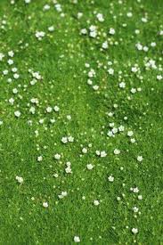 Image result for Sagina abyssinica