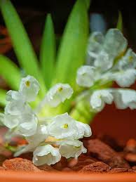 Image result for Podangis dactyloceras