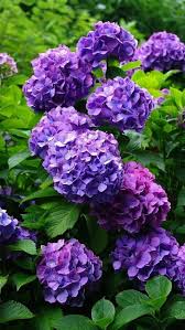 70 Beautiful Purple Flowers Care Growing Tips Lila Garten Kleine Lila Bluten Pflanzen
