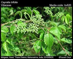 Image result for Vitaceae