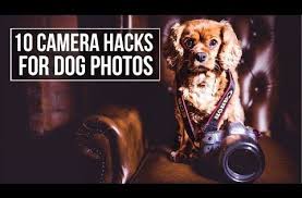 Here Are 10 Camera Hacks And Tips To Help You Improve Your Dog Photography And Take Better More Interesting I Dog Photography Diy Dog Photography Camera Hacks