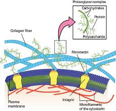 Gap junction in the largest biology dictionary online. Learn About Cells And Gap Junction Chegg Com