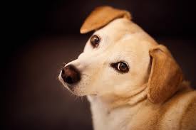 Er ist nun nicht mehr von der milch der hundemama abhängig und kann seine neuen herrchen und frauchen kennenlernen. Ab Wann In Die Hundeschule Pfotenderliebe De