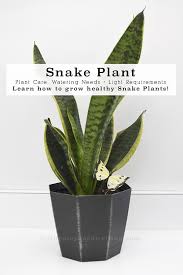 They cannot thrive in soggy soil for too long and will start to show signs of stress. Snake Plant Care Delineate Your Dwelling