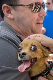 Photos: South County Pet Expo draws thousands to Lake Forest Sports Park