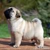 The breed features a fine, glossy coat in a variety of colors, the most common of which are. 1