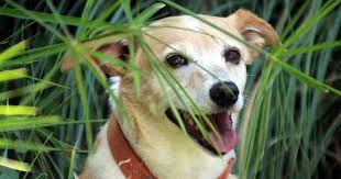 A surprising number of flowers are toxic to dogs. Australian Plants Safe For Dogs Toxic Plants Walkerville Vet