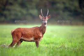 Red Deer In The Forest Red Deer Wild Deer Forest Animals
