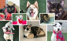 This animal's foster is committed to helping them find a home. Resolve To Be An Even Better Pet Owner In 2020 News San Diego County News Center