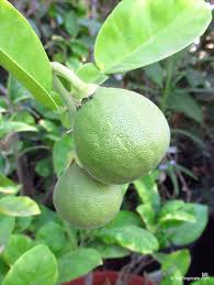 Image result for Citrus maxima