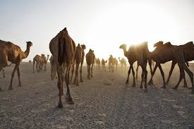 Camels have thick lips which let them forage for thorny plants other animals can't eat. Trail Notes Camel Camaraderie Out Of Eden Walk