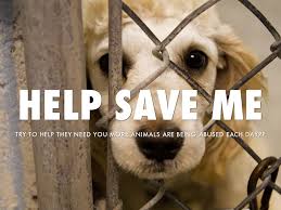 An animal is called endangered when there are so few of its kind left that it is in danger of becoming extinct scientists estimate that 100 to 10,000 species — from microscopic organisms to large plants and animals — go extinct each year. Copy Of Animal Abuse By Acroo1999