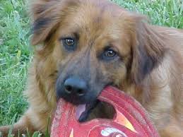 Adopt Ellie On Petfinder Animal Shelter Dog Adoption Pet Adoption