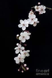 Blossom On Black By Tim Gainey Blossoms Art Cherry Blossom Flowers Flower Aesthetic