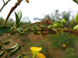 Image result for Senna petersiana