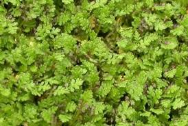 If you're able to protect the leaves from snow, they'll turn brown but will stay in place. Leptinella At Portland Nursery And Garden Center