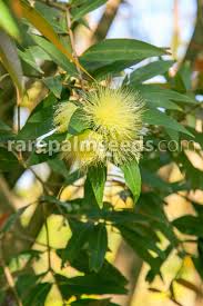Image result for Syzygium jambos
