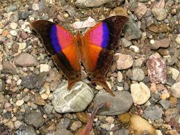 Marpesia Furcula Schmetterling Bienen Tiere