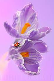 Crocuses Crocus Beautiful Nature Ladybug