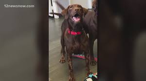 She loves to chew on things and you must take care what you leave out. Lab Rescued From Suspected Rose City Puppy Mill Needs Mri Rescue Says Newswest9 Com
