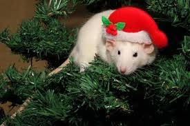 A Rat In A Christmas Hat A Christmas Mouse Symbol Of The New 2020 In The Chine Ad Mouse Symbol Hat Rat Christ Christmas Hat Christmas Mouse Rats