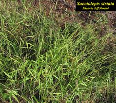 Image result for Sacciolepis africana