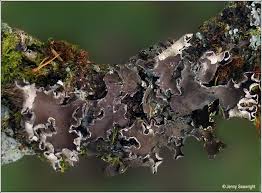 Image result for Hyparrhenia collina