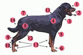 Sadly, a broken leg in dogs is actually fairly easy to do. Dog Anatomy Wikipedia