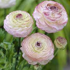 25 Ft Butter Cup Bulbs Lowes Com Ranunculus Flowers Ranunculus Garden Planting Bulbs