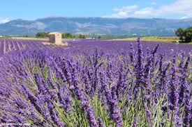 There are flowers everywhere but seeing an entire mountainside covered in azaleas, a field of tulips or the gorgeous fields of nari park in the autumn is just breathtaking. Lavender Fields In France An Unforgettable Visit Charcotrip