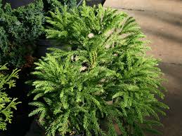 Ist in vielen einfallsreichen zuchtformen verfügbar; Sicheltanne Compressa Cryptomeria Japonica Compressa Baumschule Horstmann