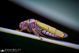 Image result for Gnidia burchellii